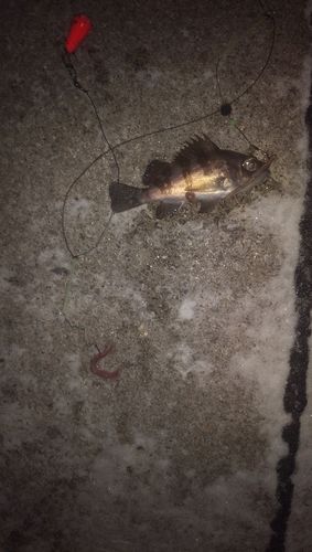 メバルの釣果