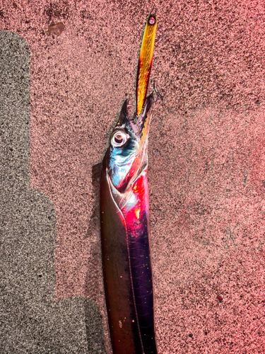 タチウオの釣果