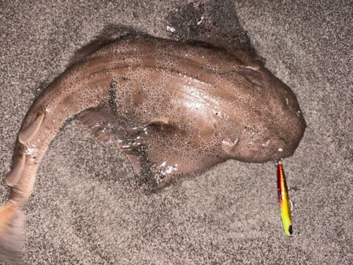 カスザメの釣果