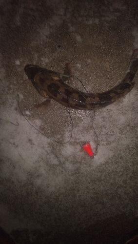 アイナメの釣果