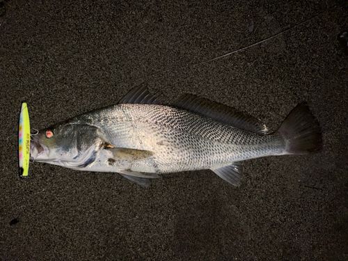 オオニベの釣果