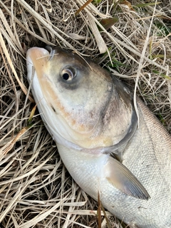 ハクレンの釣果