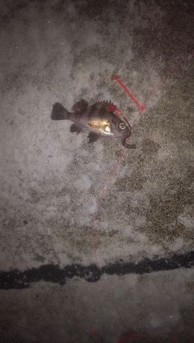 メバルの釣果