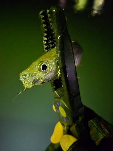 三陸海岸（青森）
