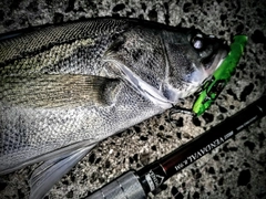 シーバスの釣果