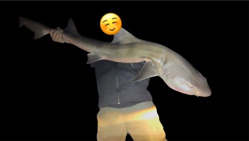 ドチザメの釣果