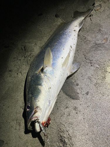 オオニベの釣果