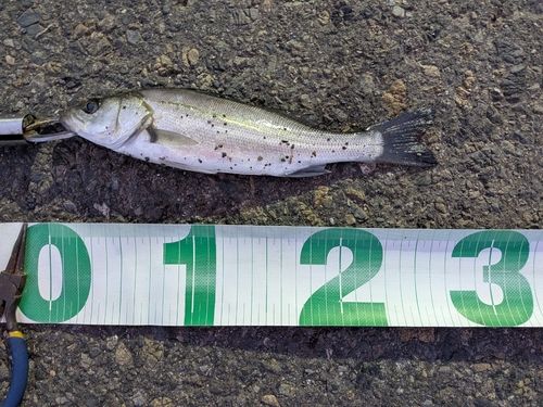 東京湾（アクアライン〜富津）