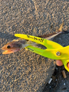 エソの釣果