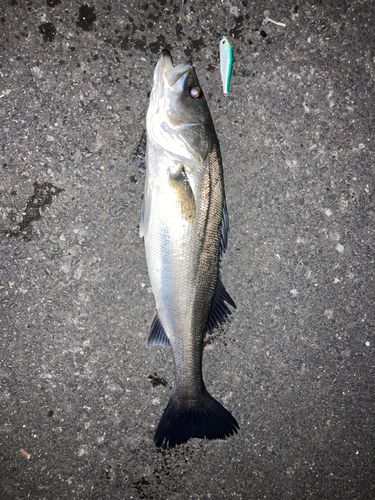 大村湾（南部）