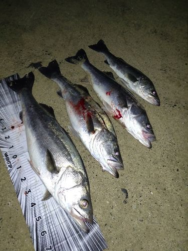 シーバスの釣果