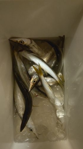 カマスの釣果