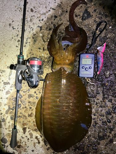 アオリイカの釣果