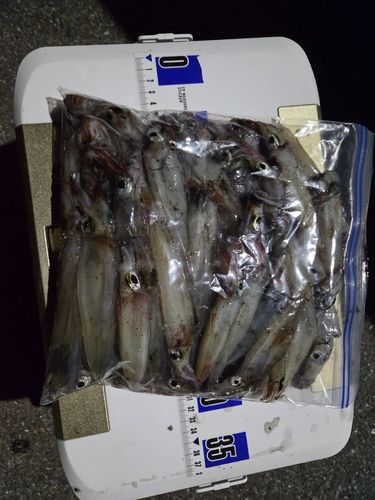 ヤリイカの釣果