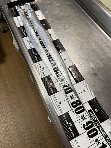 タチウオの釣果