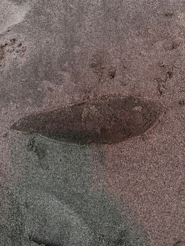 シタビラメの釣果