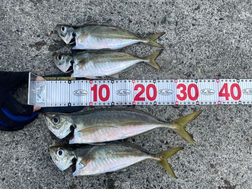 アジの釣果
