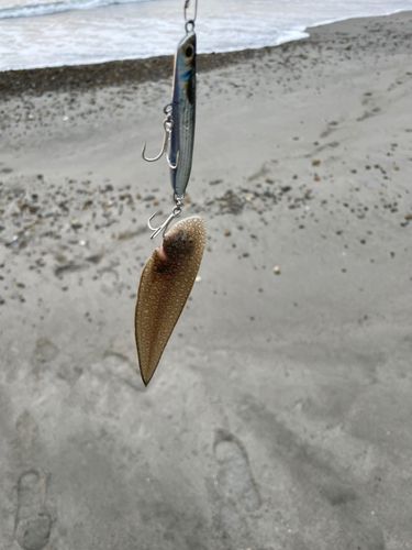 ウシノシタの釣果