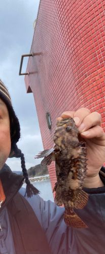 ベッコウゾイの釣果