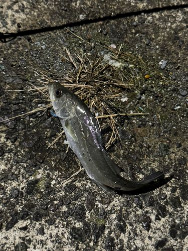 セイゴ（ヒラスズキ）の釣果