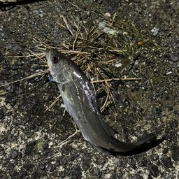 セイゴ（ヒラスズキ）