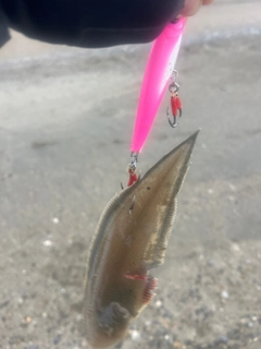 ウシノシタの釣果