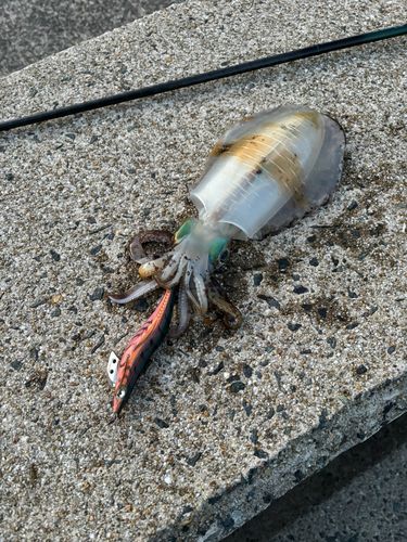 アオリイカの釣果