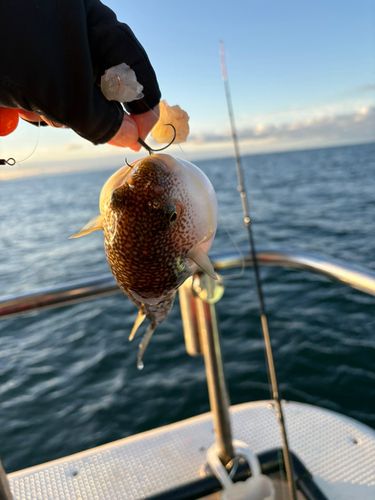 ショウサイフグの釣果