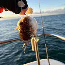 ショウサイフグ