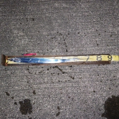 タチウオの釣果