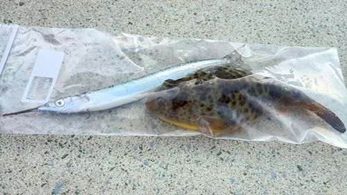 ヒガンフグの釣果