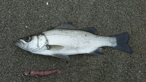 セイゴ（ヒラスズキ）の釣果