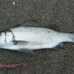 セイゴ（ヒラスズキ）