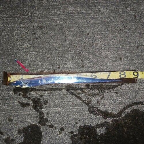 タチウオの釣果