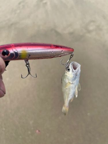 イシモチの釣果