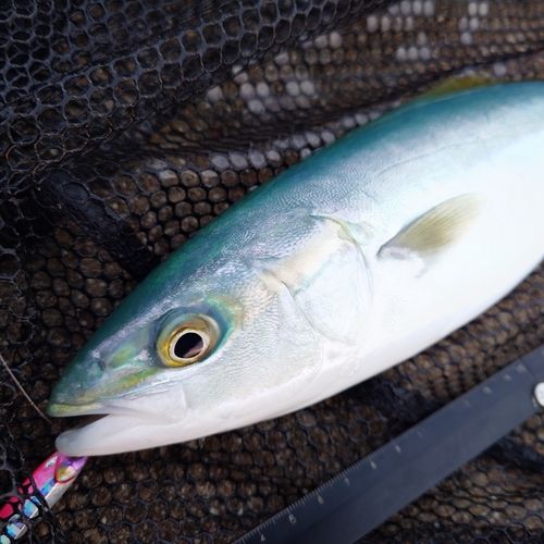 ツバイソの釣果