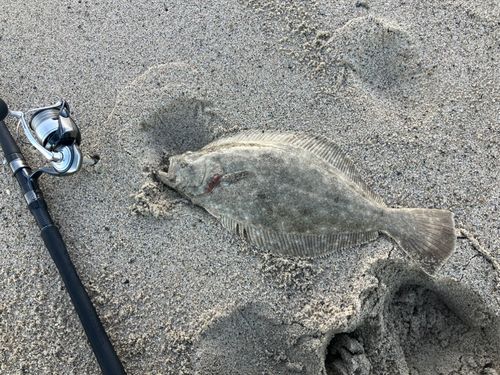 ヒラメの釣果