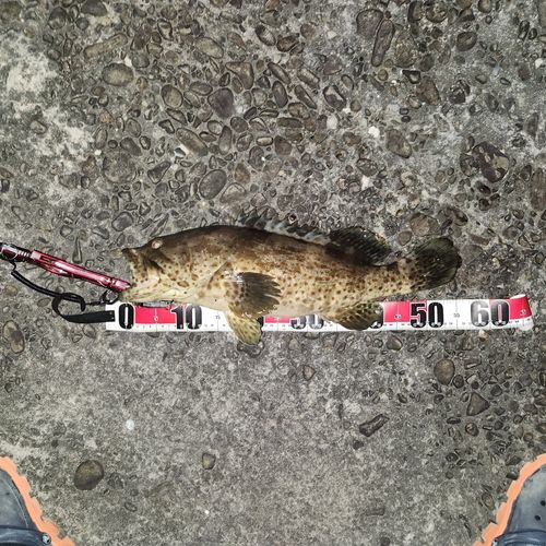 チャイロマルハタの釣果