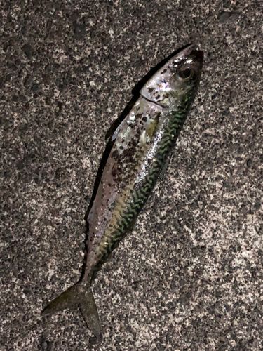サバの釣果