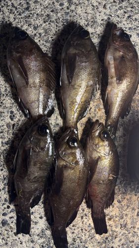 川尻漁港（日立）