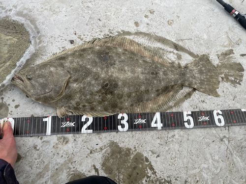 ヒラメの釣果