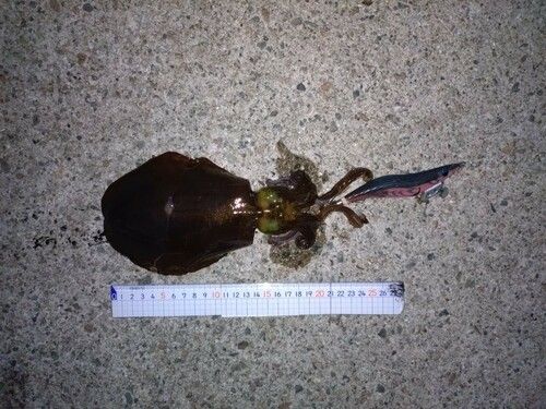 アオリイカの釣果