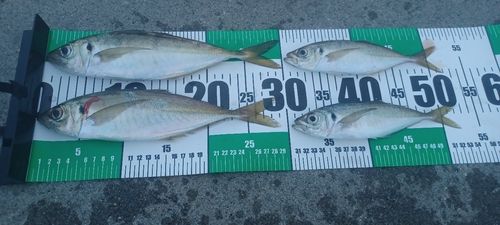 マアジの釣果
