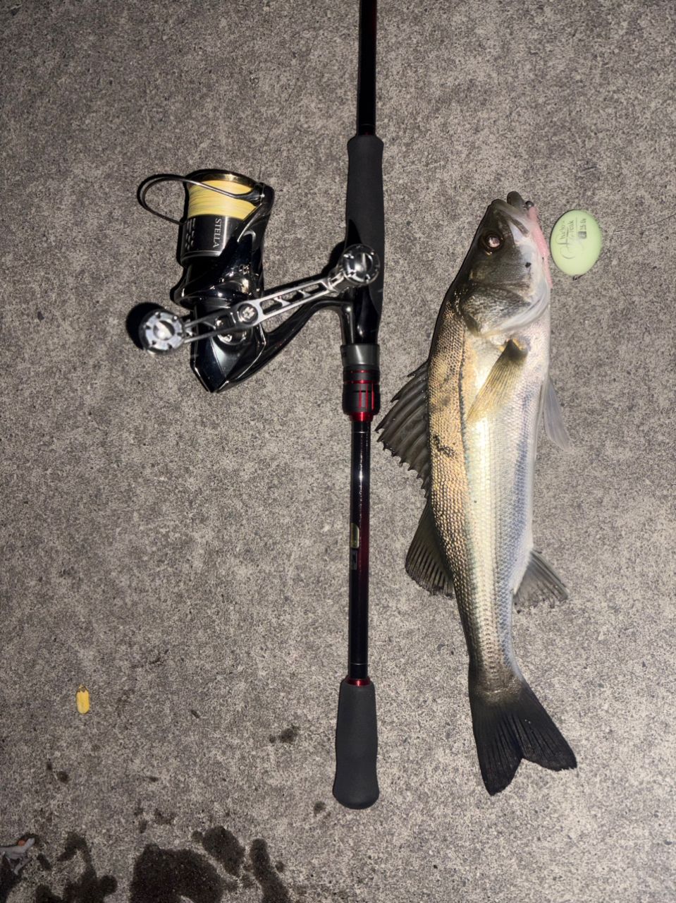 SHIMANO 22セフィア BB S83MLの最安値・インプレ・釣果 | 本音の口コミ