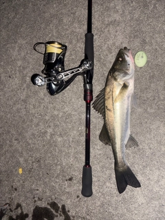 セイゴ（マルスズキ）の釣果