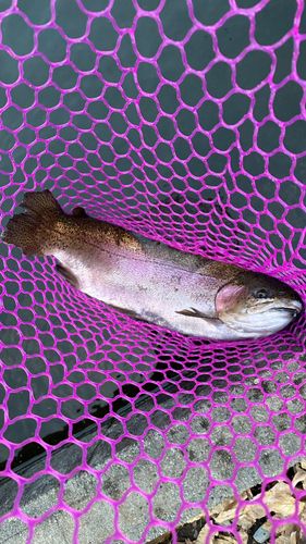 レインボートラウトの釣果