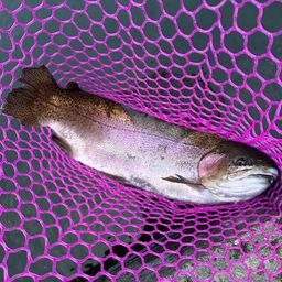 レインボートラウト