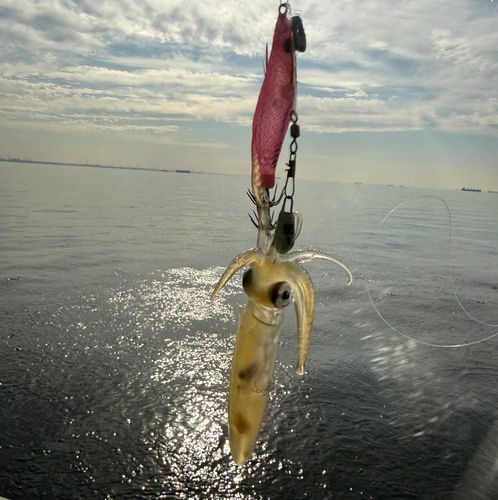 ヒイカの釣果