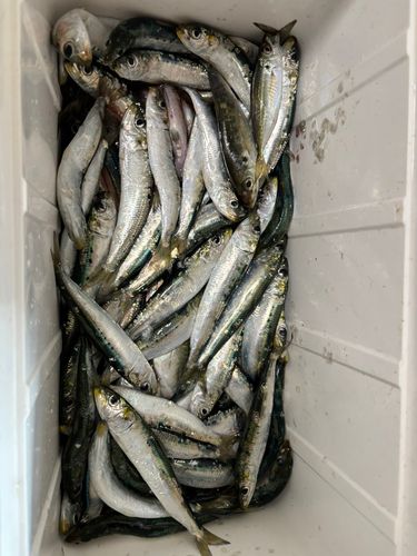 イワシの釣果