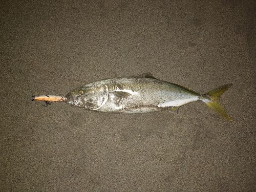イナダの釣果
